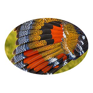Sunbittern Wing Close-Up